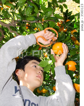 みかん狩り 3583123