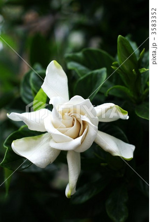 八重クチナシの開花・縦位置 3583352
