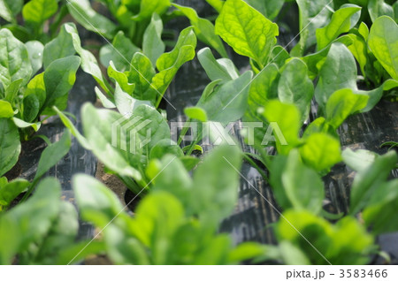 ほうれん草 3583466