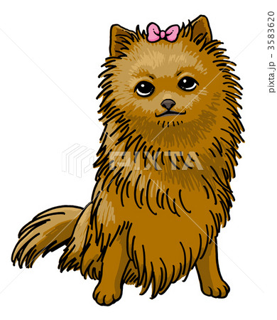 ポメラニアン 3583620