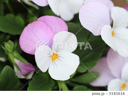ピンクと白のパンジー 3583638