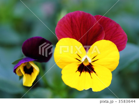 黄色と赤紫のパンジー 3583644