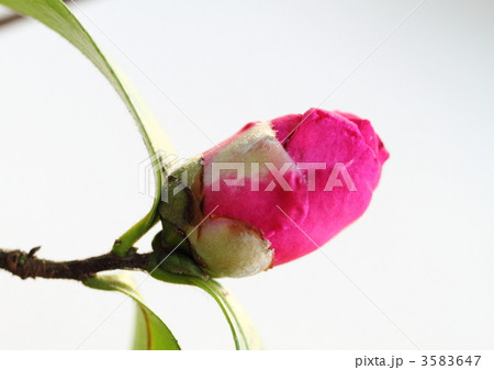 乳白色の山茶花 3583647