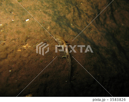 オオダイガハラサンショウウオの幼生 3583826