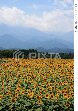 北杜市のひまわり畑 北杜市のひまわり畑 3583841