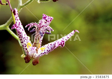 ホトトギス ホトトギス 3583875