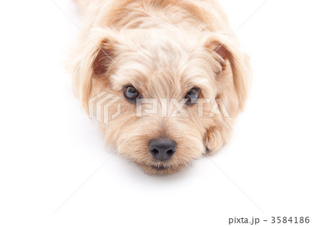 ノーフォークテリア 3584186