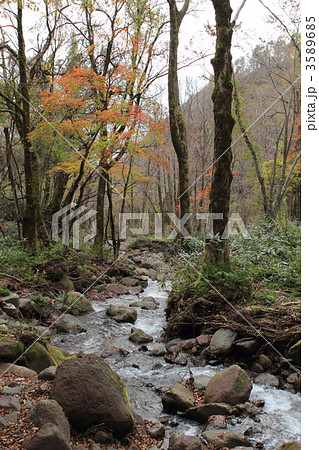 晩秋の木谷沢渓流　 3589685