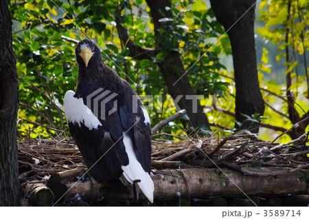 オオワシ 3589714