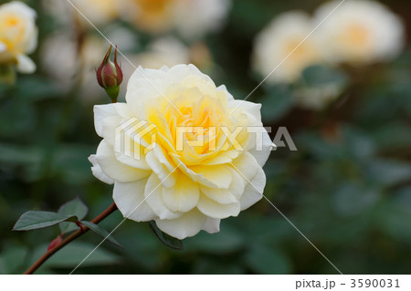 神代植物公園の淡い黄色の薔薇の花・ムーンスプライト  3590031