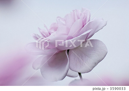 淡い紫色の青バラの花・ブルーバユー  3590033