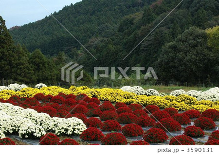 満開鮮やか南足柄ざる菊 満開鮮やか南足柄ざる菊 3590131