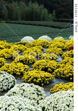 満開鮮やか南足柄ざる菊 満開鮮やか南足柄ざる菊 3590139