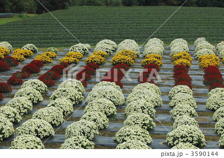 満開鮮やか南足柄ざる菊 3590144