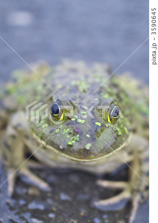 ウシガエル ウシガエル 3590645