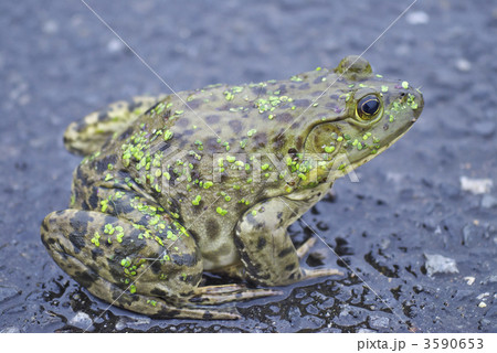 ウシガエル 3590653