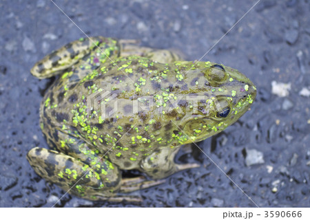 ウシガエル ウシガエル 3590666