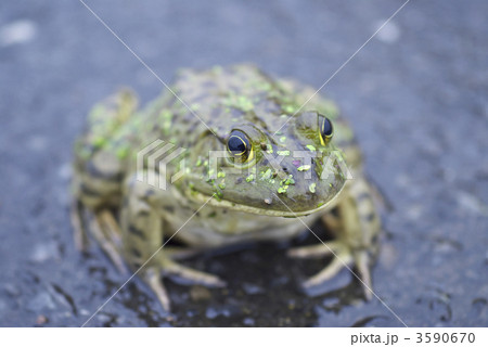 ウシガエル 3590670