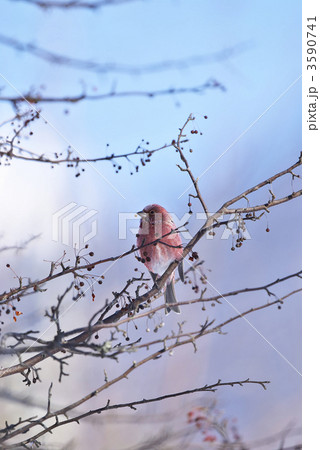 オオマシコ オオマシコ 3590741