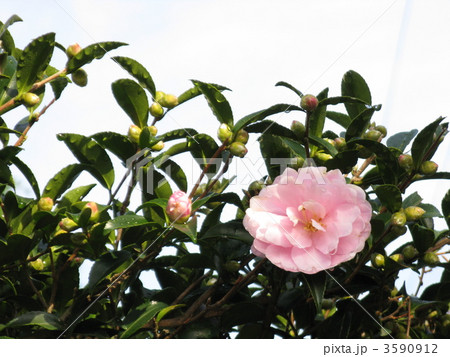 サザンカ 3590912