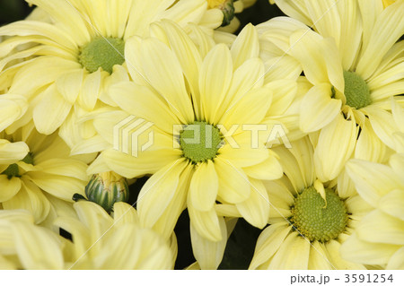 キク キク 3591254