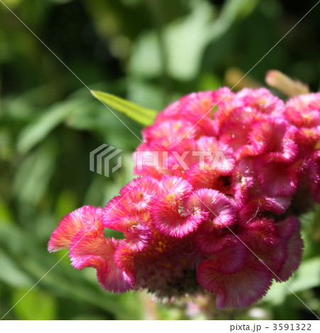 トサカケイトウ 3591322