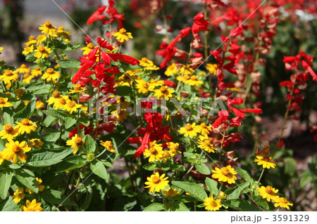 ケイトウとルドベキア 3591329