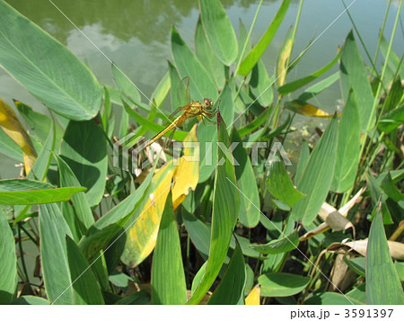 シンガポールで出会ったトンボ シンガポールで出会ったトンボ 3591397