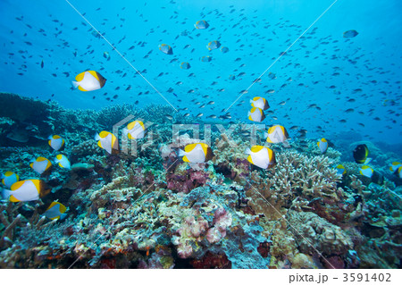 カスミチョウチョウウオの群れ 3591402