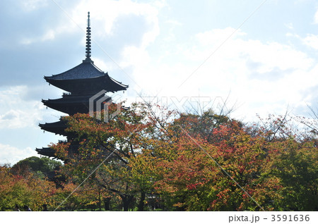 秋の東寺 秋の東寺 3591636