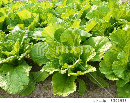 レタス畑 レタス畑 3591933