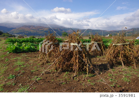 大豆の乾燥　大豆の収穫 3591981
