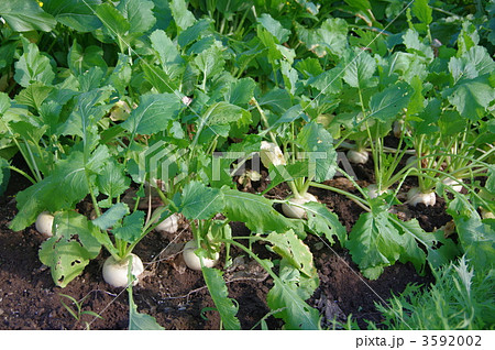 白蕪の成長　蕪　白蕪 3592002