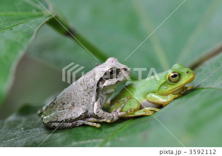 雨蛙と青蛙 3592112