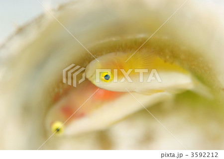 ナカモトイロワケハゼ ナカモトイロワケハゼ 3592212