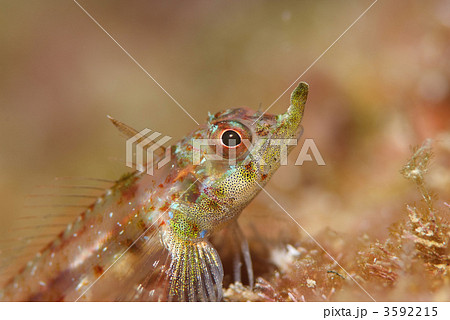 テングヘビギンポ 3592215