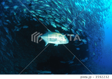 ロウニンアジ ロウニンアジ 3592232