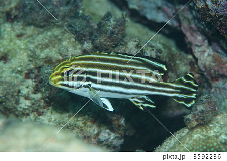 ヒレグロコショウダイ 3592236