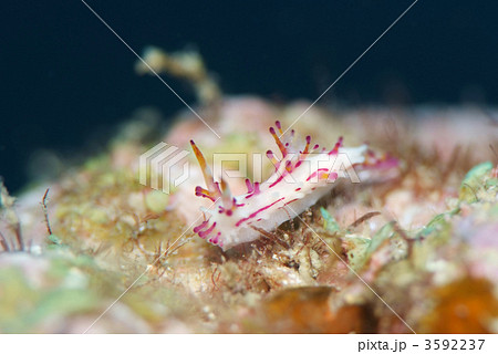 センヒメウミウシ 3592237