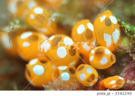 ウルトラマンホヤ ウルトラマンホヤ 3592240