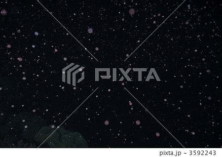 サンゴの産卵 3592243