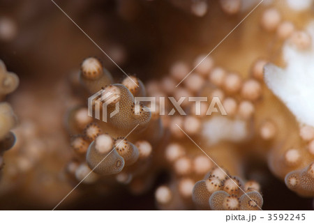 サンゴの産卵 サンゴの産卵 3592245