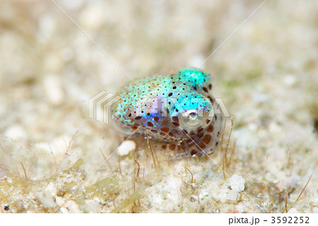 ダンゴイカ 3592252