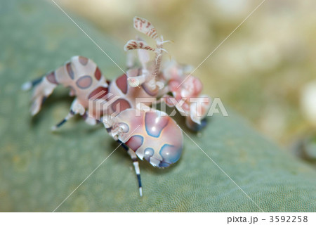 フリソデエビ 3592258