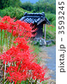 山辺の道の彼岸花 3593245