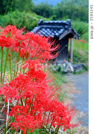 山辺の道の彼岸花 山辺の道の彼岸花 3593245