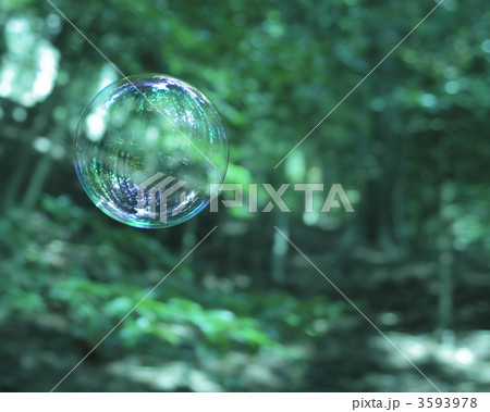Forest 3593978