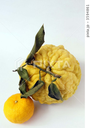 柚子 3594861