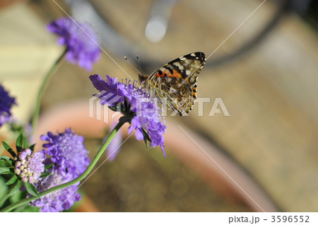 ヒメアカタテハ ヒメアカタテハ 3596552