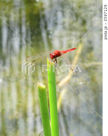 シンガポールで出会ったトンボ 3597129